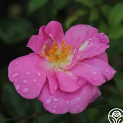 Lavender Floorshow®