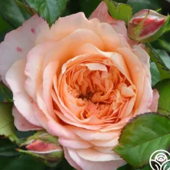 Lawrence Of Arabia™