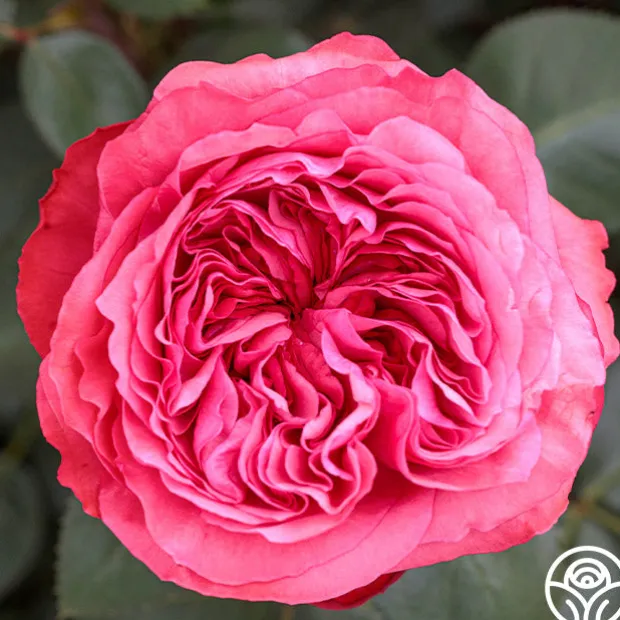 Loves Me, Loves Me Not™