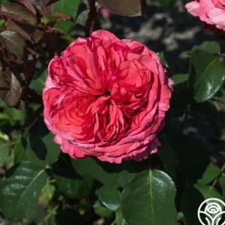 Loves Me, Loves Me Not™