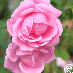 Mme Caroline Testout