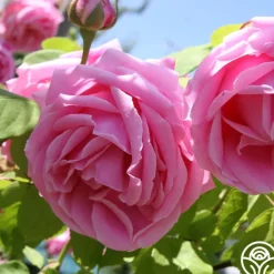 Mme Caroline Testout