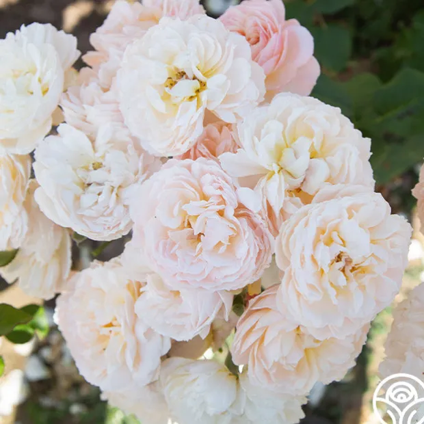 Moonlight in Paris™