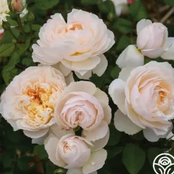 Moonlight in Paris™