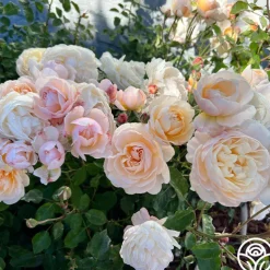 Moonlight in Paris™