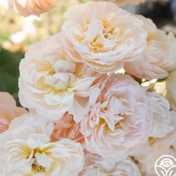 Moonlight in Paris™