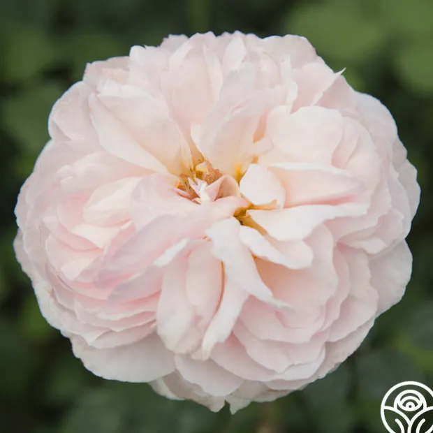 Moonlight in Paris™