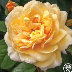 Moonlight Romantica®