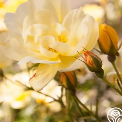 Morning Has Broken™