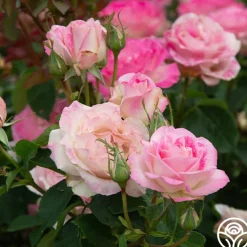 Painted Porcelain™