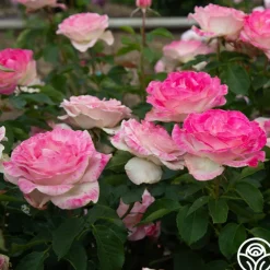 Painted Porcelain™