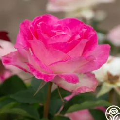 Painted Porcelain™