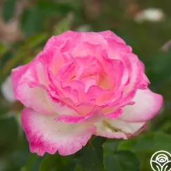 Painted Porcelain™