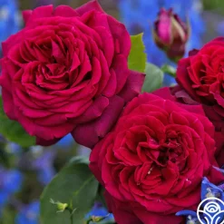 Parfuma® Dark Desire™