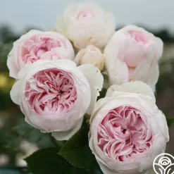 Parfuma® Earth Angel