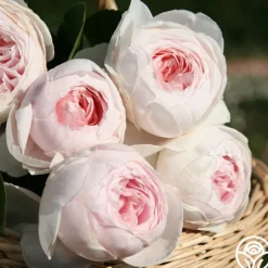 Parfuma® Earth Angel