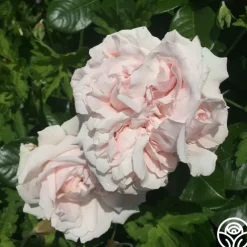 Parfuma® First Crush™