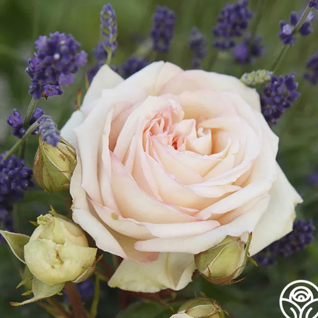 Parfuma® Madame Anisette™