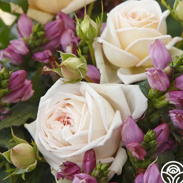 Parfuma® Madame Anisette™