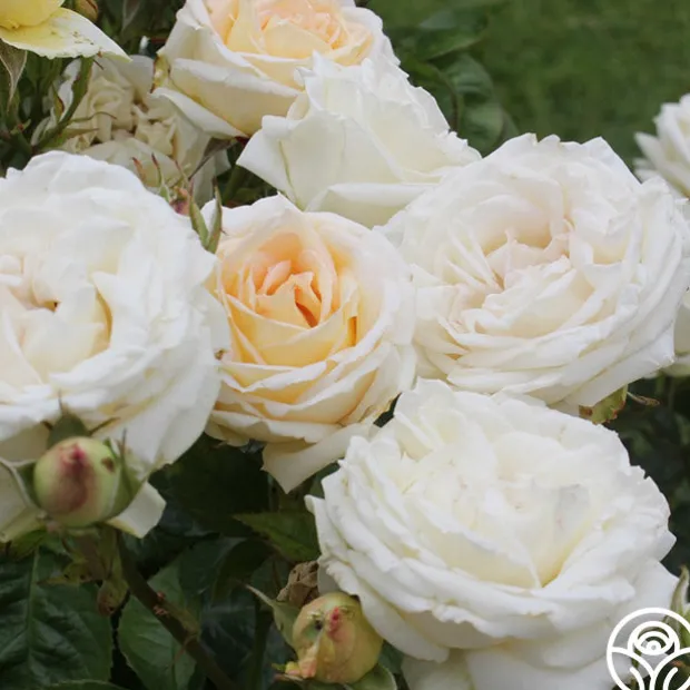 Parfuma® Madame Anisette™