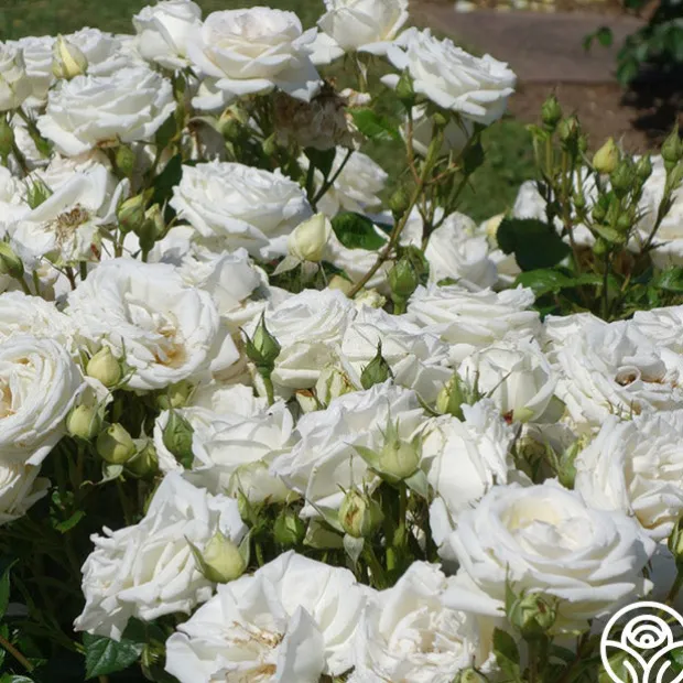 Parfuma® Madame Anisette™