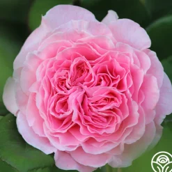 Parfuma® Summer Romance