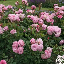 Parfuma® Summer Romance