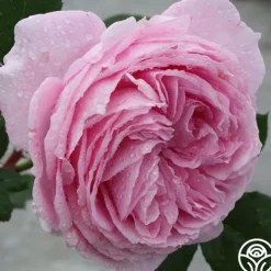 Parfuma® Summer Romance