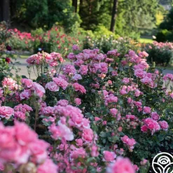 Paris de Yves St. Laurent™