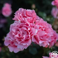 Paris de Yves St. Laurent™