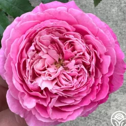 Parisian Cutting Garden