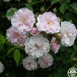 Paul's Himalayan Musk