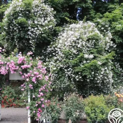 Paul's Himalayan Musk