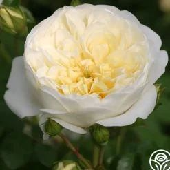 Perpetually Yours™