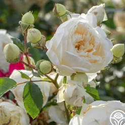 Perpetually Yours™