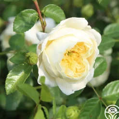 Perpetually Yours™