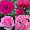 Pink Bouquet Collection