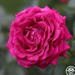 Pink Bouquet Collection