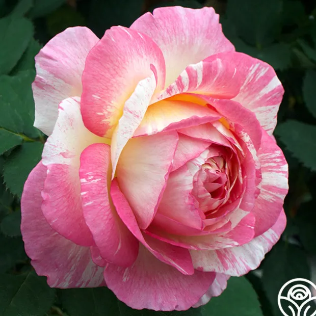 Pink to Peach Cutting Garden