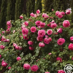 Pretty in Pink Eden Climber®