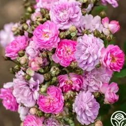 Pretty Polly® Lavender