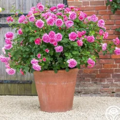 Princess Alexandra of Kent