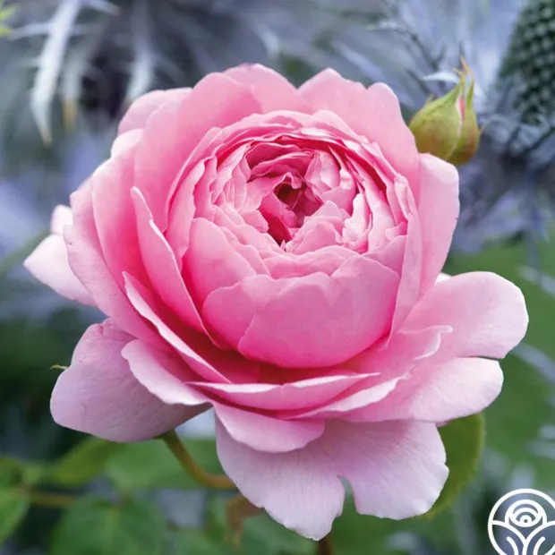 Princess Alexandra of Kent