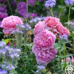 Princess Alexandra of Kent