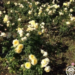 Princess Buttercup®