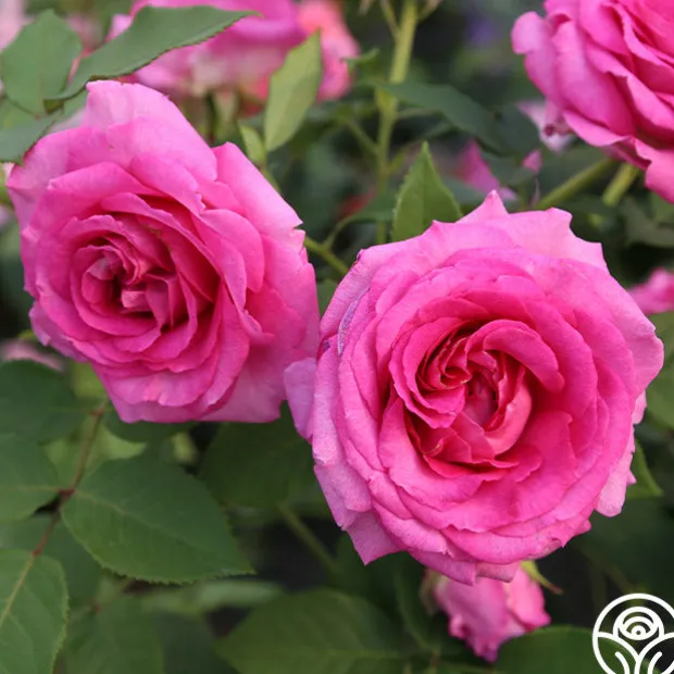 Raspberry Cupcake™