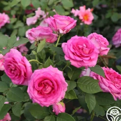 Raspberry Cupcake™