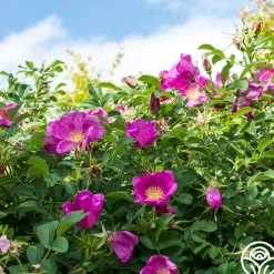 Raspberry Rugostar®