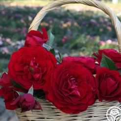 Romantic Red Bouquet Collection