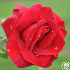 Romantic Red Bouquet Collection